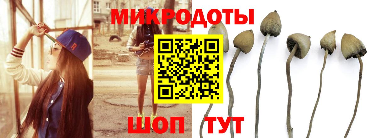 Галлюциногенные грибы Psilocybine cubensis Алейск